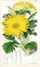 Fitch Curtis Paranephelius Uniflorus - Panteek Antique Prints