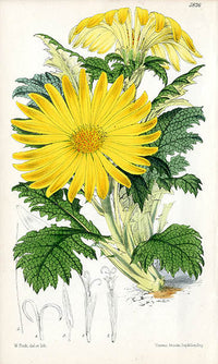 Fitch Curtis Paranephelius Uniflorus - Panteek Antique Prints