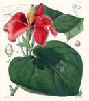 Fitch Curtis Paritium Elatum - Panteek Antique Prints