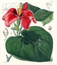 Fitch Curtis Paritium Elatum - Panteek Antique Prints