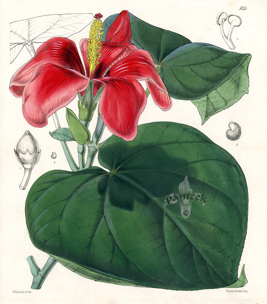 Fitch Curtis Paritium Elatum