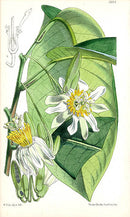 Fitch Curtis Passiflora Arborea - Panteek Antique Prints