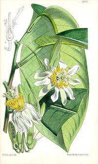 Fitch Curtis Passiflora Arborea - Panteek Antique Prints