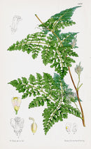 Fitch Curtis Paullinia - Panteek Antique Prints