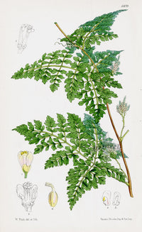 Fitch Curtis Paullinia - Panteek Antique Prints