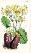 Fitch Curtis Pelargonium Oblongatum - Panteek Antique Prints