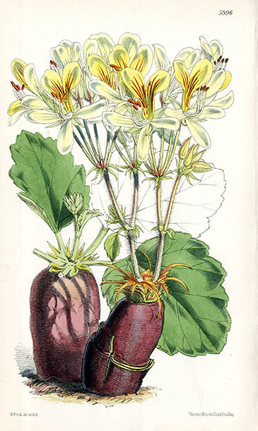 Fitch Curtis Pelargonium Oblongatum