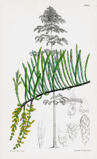 Fitch Curtis Pendulous Cypress - Panteek Antique Prints