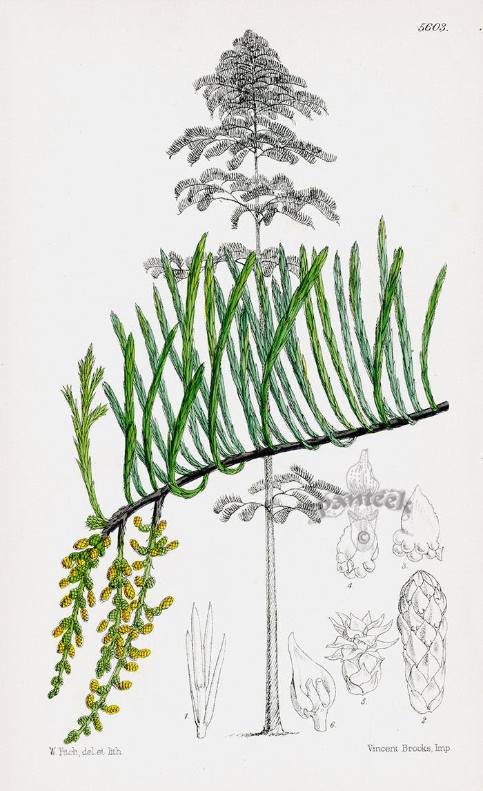Fitch Curtis Pendulous Cypress