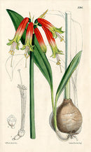 Fitch Curtis Phaedranassa Obtusa - Panteek Antique Prints