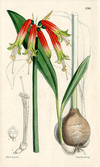 Fitch Curtis Phaedranassa Obtusa - Panteek Antique Prints