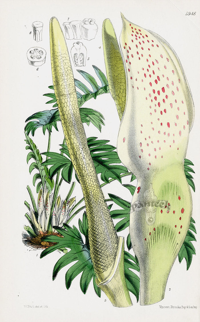 Fitch Curtis Philodendron