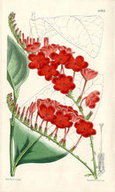 Fitch Curtis Plumbago Rosea - Panteek Antique Prints