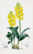 Fitch Curtis Polystachya Pubescens Orchid - Panteek Antique Prints