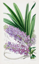 Fitch Curtis Saccolabium Ampullaceum Orchid - Panteek Antique Prints