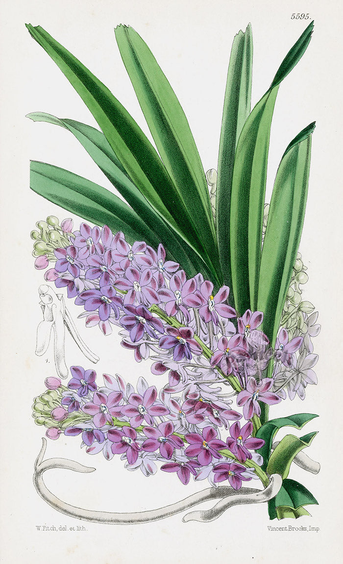 Fitch Curtis Saccolabium Ampullaceum Orchid