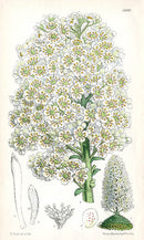 Fitch Curtis Saxifraga Longifolia - Panteek Antique Prints