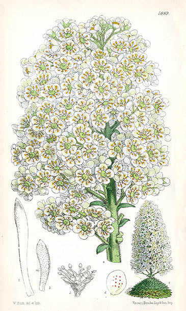 Fitch Curtis Saxifraga Longifolia