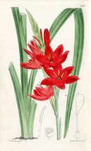 Fitch Curtis Schizostylis Coccinea - Panteek Antique Prints