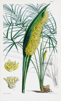 Fitch Curtis Sea Shore Diplothemium Palm - Panteek Antique Prints