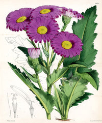 Fitch Curtis Senecio Pulcher - Panteek Antique Prints