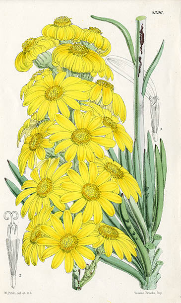 Fitch Curtis Senecio Pyramidatus