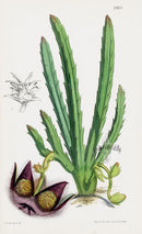 Fitch Curtis Sororia Stapelia Cactus - Panteek Antique Prints