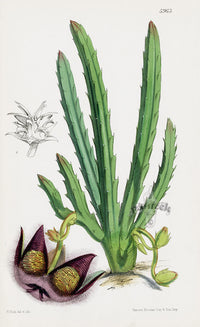 Fitch Curtis Sororia Stapelia Cactus - Panteek Antique Prints