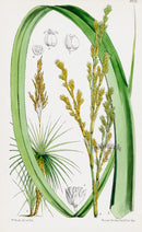 Fitch Curtis South African Palmite - Panteek Antique Prints