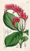 Fitch Curtis Spigelia Splendens - Panteek Antique Prints