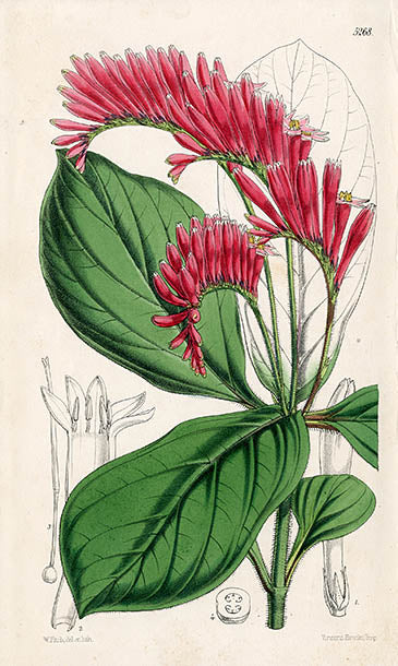 Fitch Curtis Spigelia Splendens