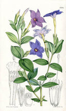 Fitch Curtis Tachiadenus Carinatus - Panteek Antique Prints