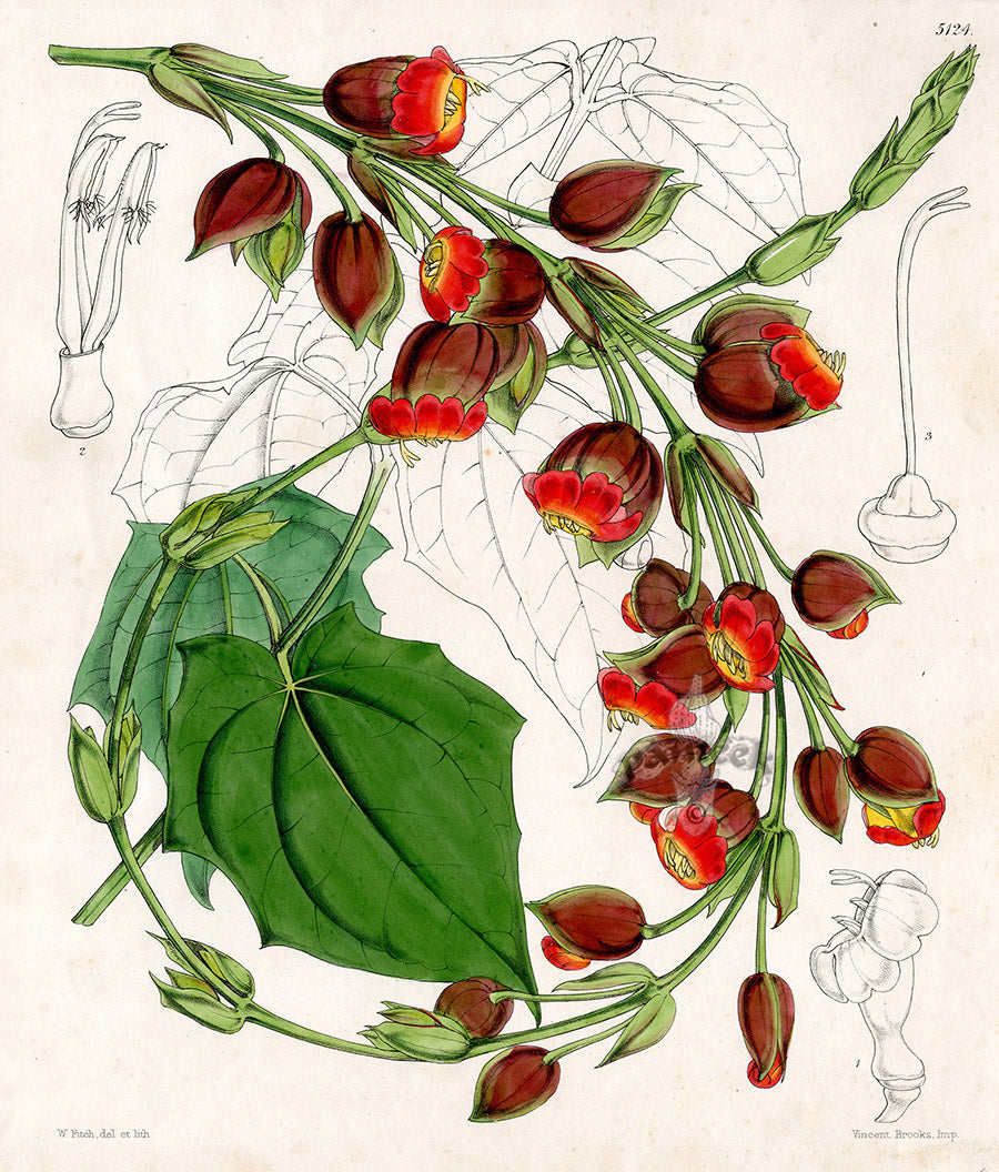 Fitch Curtis Thumbergia Coccinea Antique Print