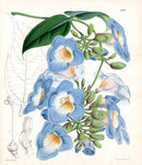 Fitch Curtis Thunbergia Harrisii Print - Panteek Antique Prints