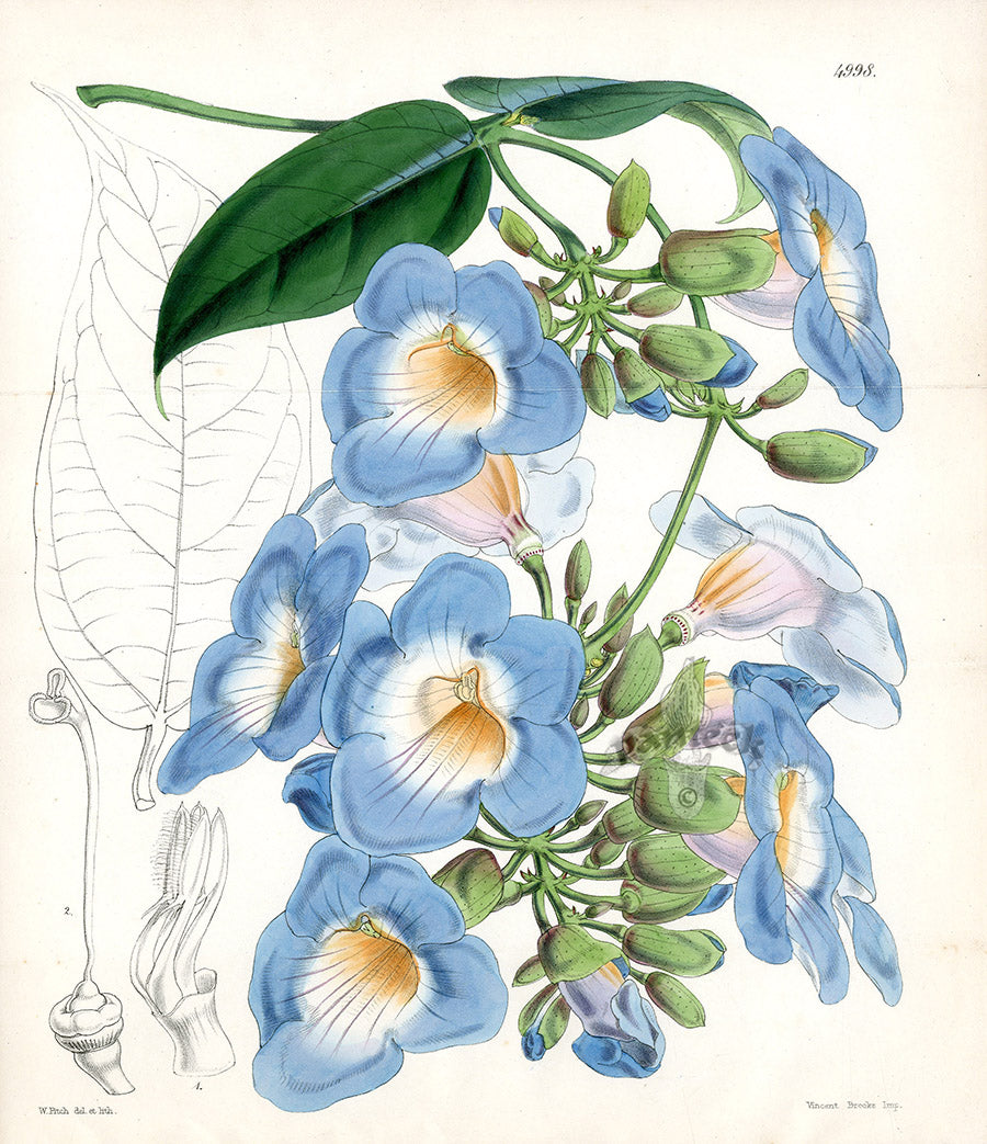 Fitch Curtis Thunbergia Harrisii Print