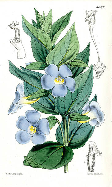 Fitch Curtis Thunbergia Natalensis