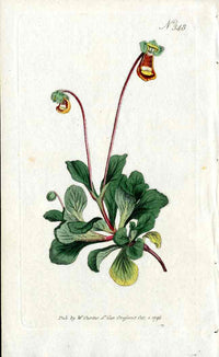 Fothergill's Slipperwort Curtis Carnivorous Botanical - Panteek Antique Prints