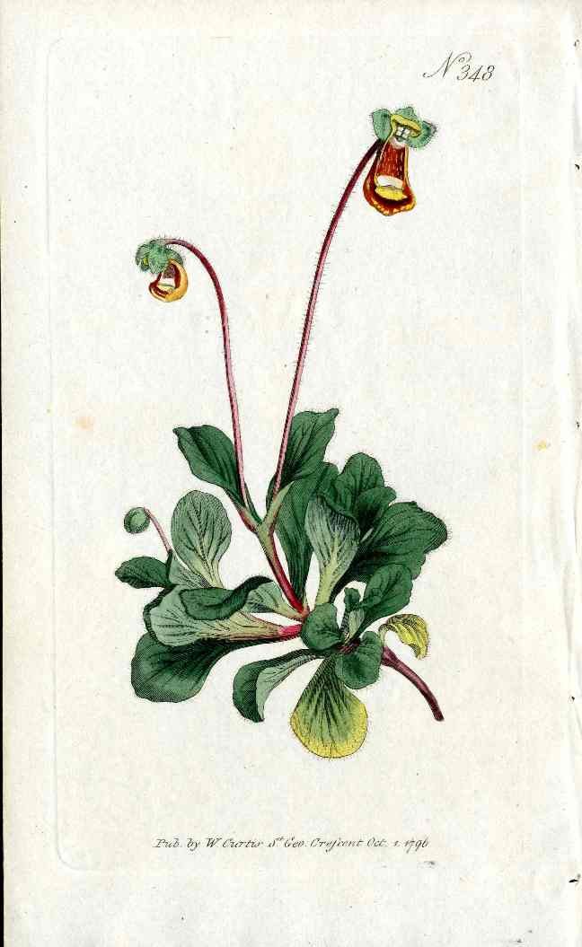 Fothergill's Slipperwort Curtis Carnivorous Botanical