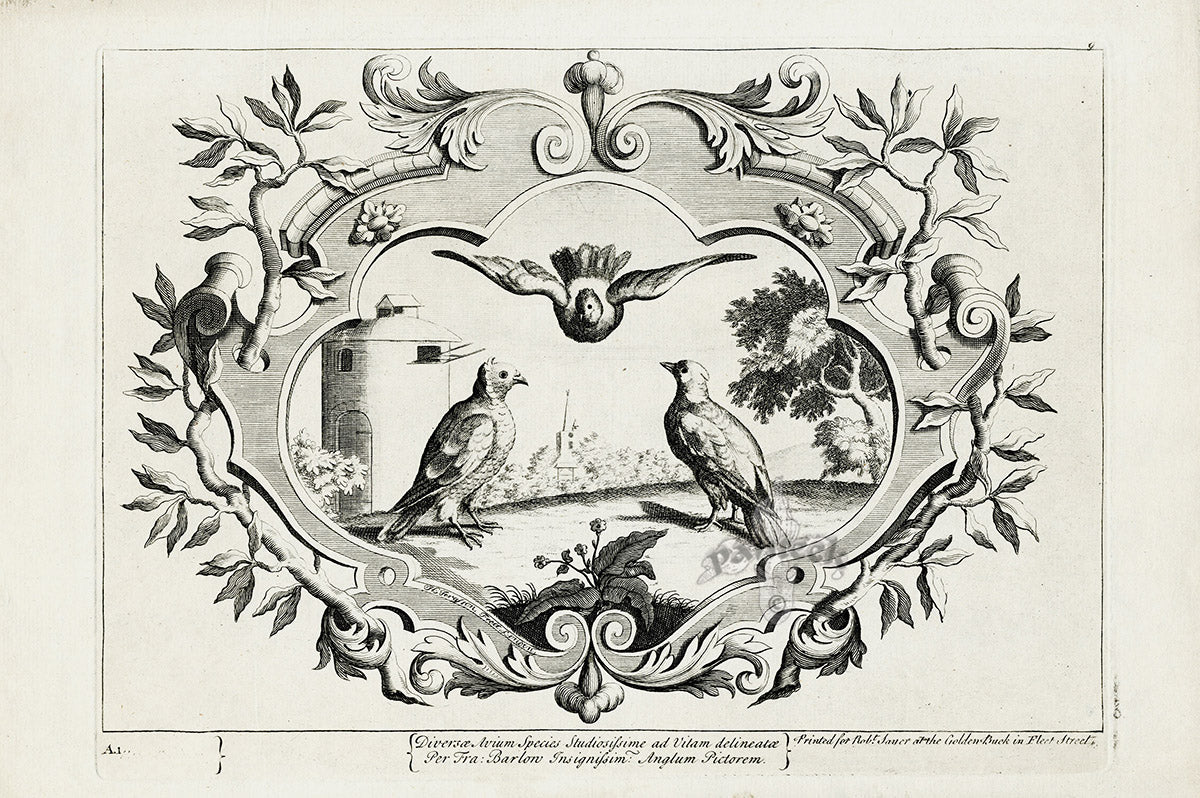 Francis Barlow Diverse Pigeon Species