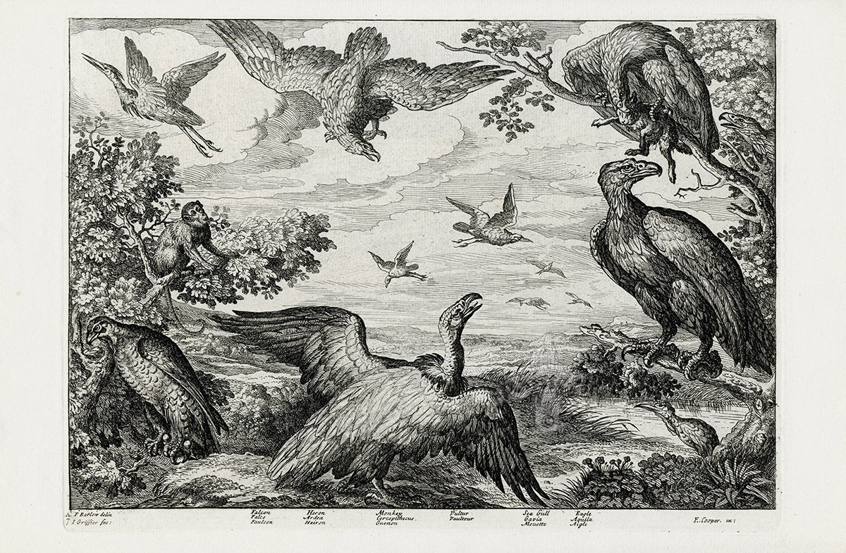Francis Barlow Falcon, Heron, Monkey