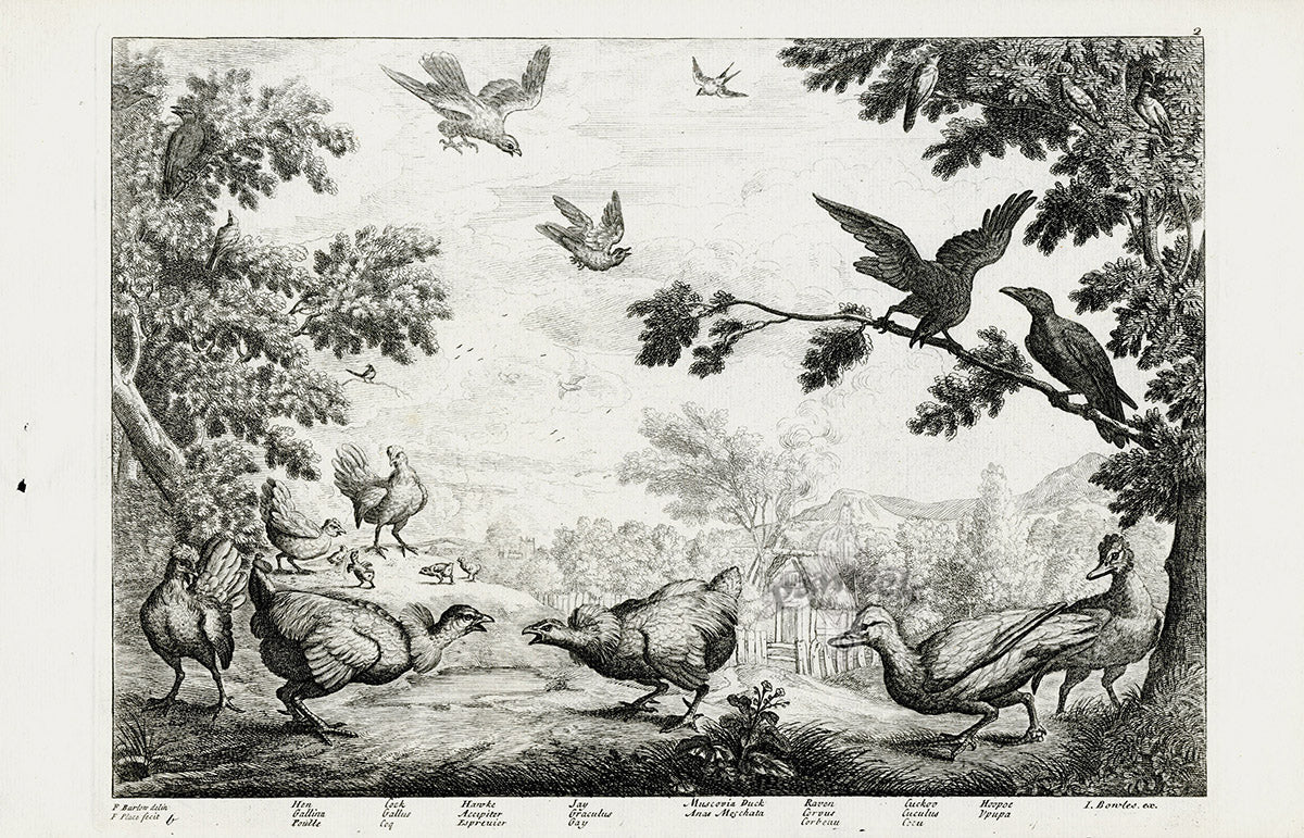 Francis Barlow Hen, Cock, Hawk, Jay