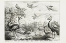 Francis Barlow Japan Peacock, Crane - Panteek Antique Prints