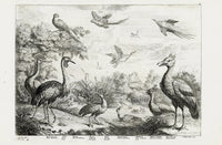 Francis Barlow Japan Peacock, Crane - Panteek Antique Prints