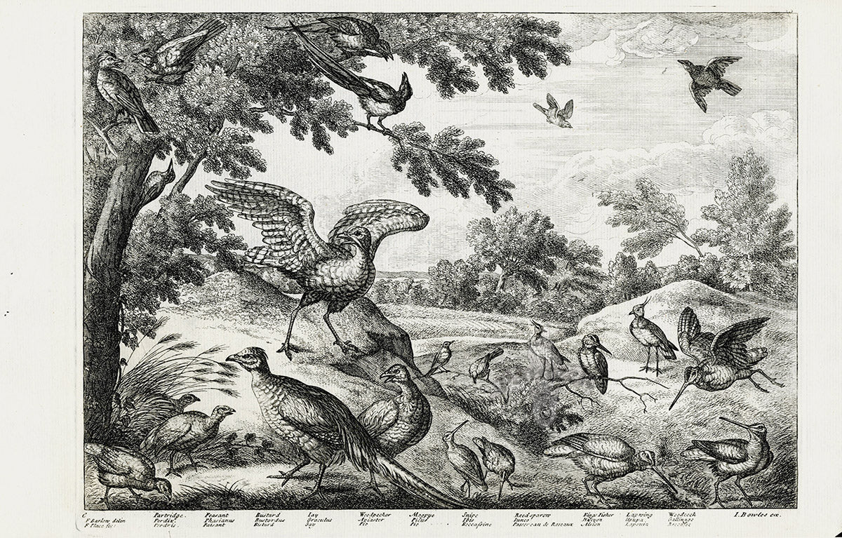 Francis Barlow Partridge, Pheasant