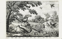 Francis Barlow Partridge, Pheasant - Panteek Antique Prints