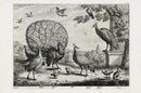 Francis Barlow Peacock, Bustard, Dove - Panteek Antique Prints