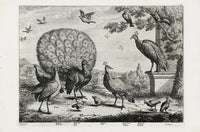 Francis Barlow Peacock, Bustard, Dove - Panteek Antique Prints