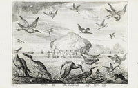 Francis Barlow The Bass Island, Scotland - Panteek Antique Prints