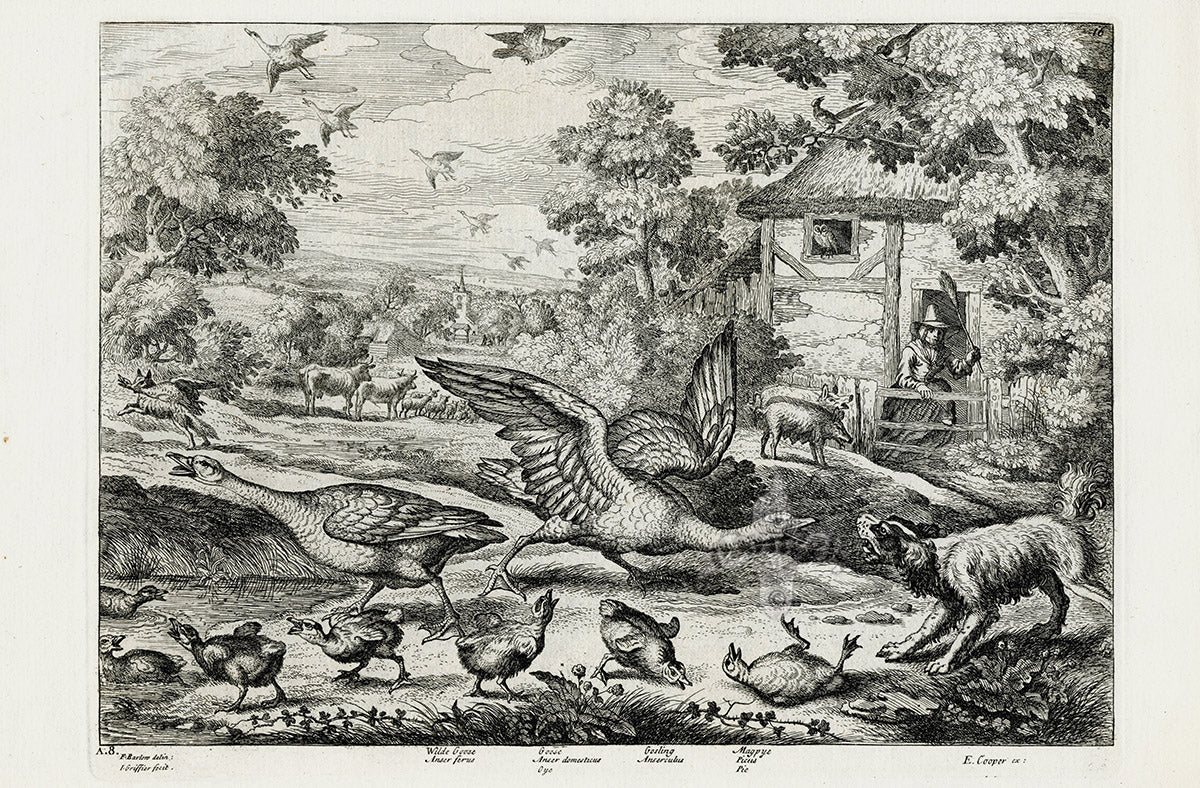 Francis Barlow Wild Goose, Goose, Gosling