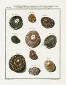 Friedrich Martini Engravings 10 Limpet Shells - Panteek Antique Prints